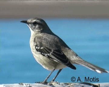 Patagonian Mockingbird - ML200831701