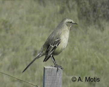 Patagonienspottdrossel - ML200831711