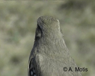 Patagonienspottdrossel - ML200831721