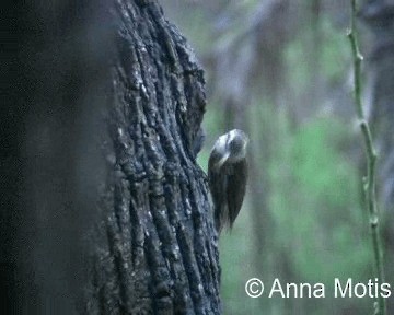 Narrow-billed Woodcreeper - ML200831761