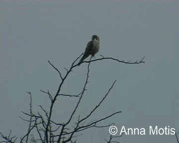 American Kestrel (South American) - ML200831791