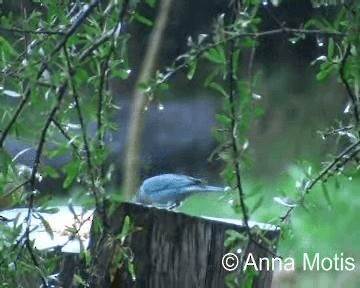 Sayaca Tanager - ML200831801
