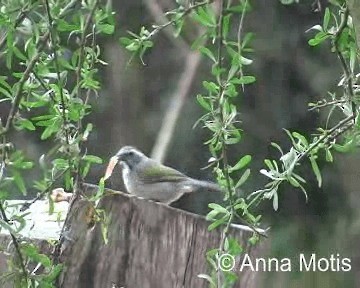 Green-winged Saltator - ML200831841