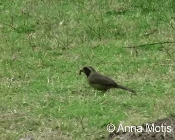 Golden-billed Saltator - ML200831851