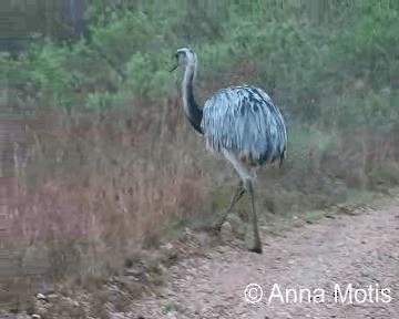Greater Rhea - ML200831871