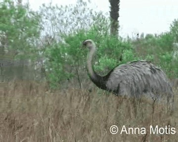 Greater Rhea - ML200831881