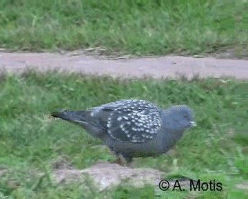 Spot-winged Pigeon (maculosa) - ML200831901