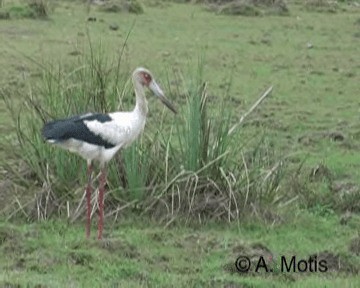 Maguari Stork - ML200831921