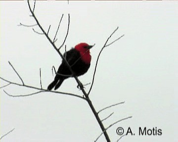 Scarlet-headed Blackbird - ML200831961