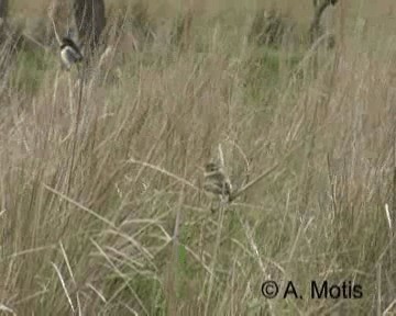 Strange-tailed Tyrant - ML200831971