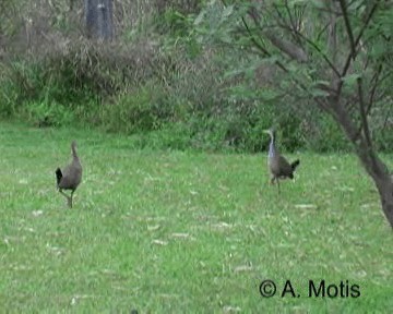 Giant Wood-Rail - ML200832011