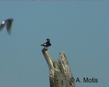 White-rumped Swallow - ML200832051