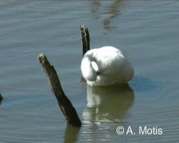 Coscoroba Swan - ML200832121