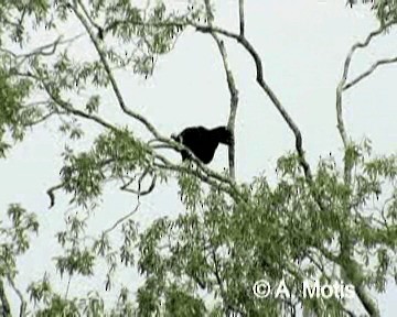 Black-fronted Piping-Guan - ML200832131