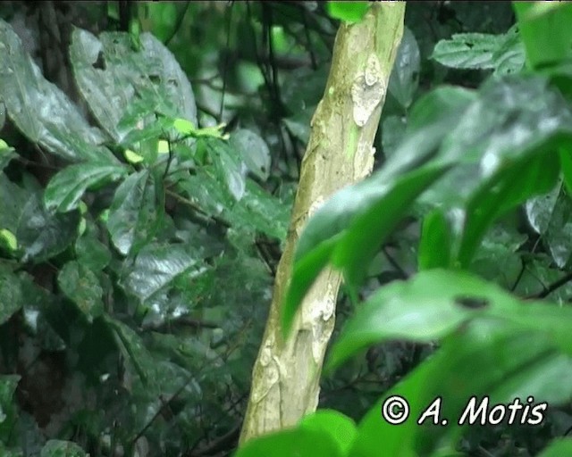 brunoropendola (angustifrons gr.) - ML200832341