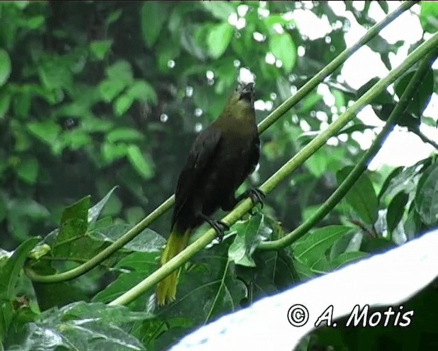 brunoropendola (angustifrons gr.) - ML200832351