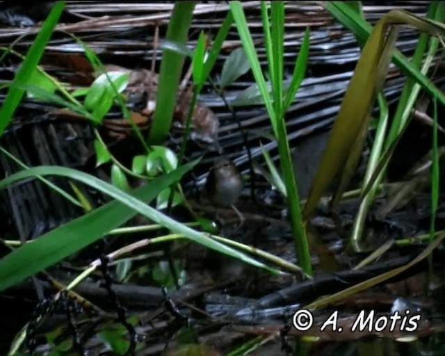 Silvered Antbird - ML200832361