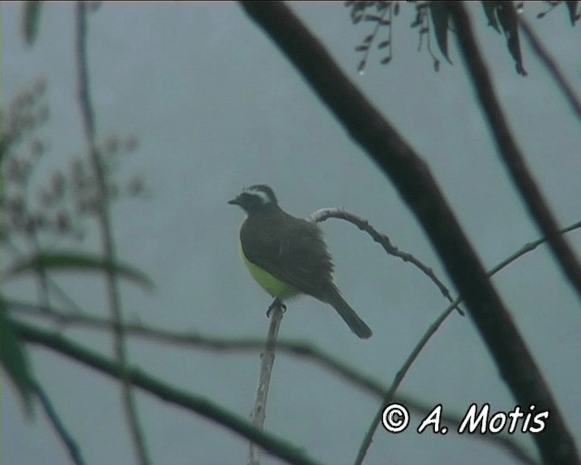 Красношапочный бентеви [группа similis] - ML200832391