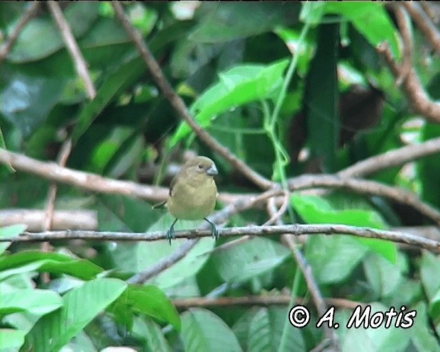 Chestnut-bellied Seedeater - ML200832411