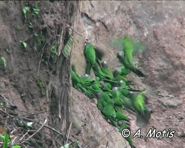 Aratinga Cabecifusca - ML200832421