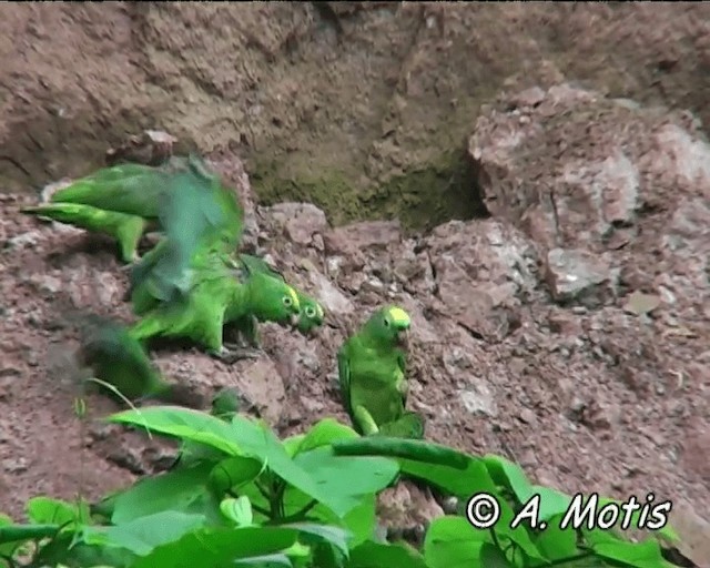 Yellow-crowned Parrot - ML200832441