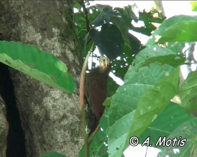 Black-banded Woodcreeper (Black-banded) - ML200832461