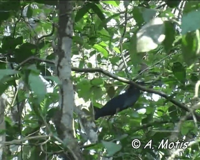Agami Heron - ML200832471