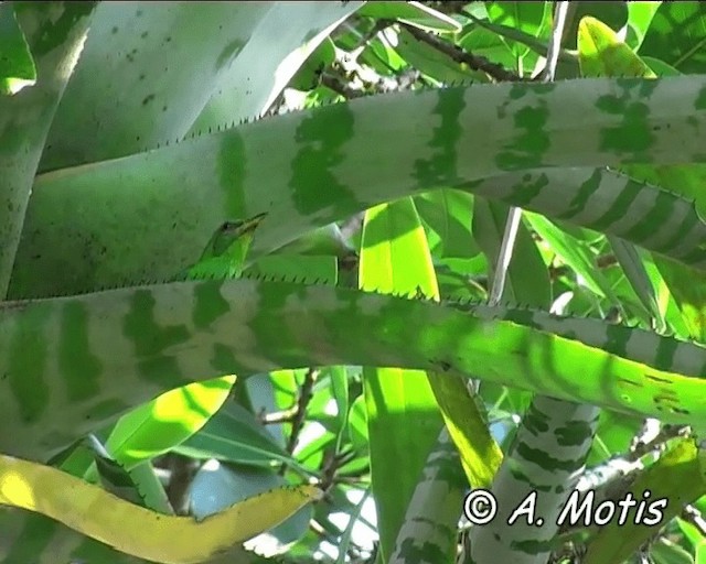 Green Honeycreeper - ML200832481