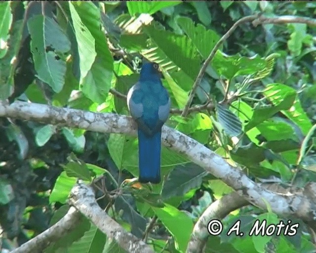Black-tailed Trogon (Black-tailed) - ML200832491