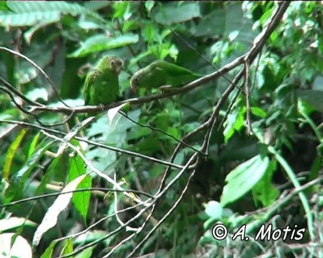 Cobalt-winged Parakeet - ML200832501