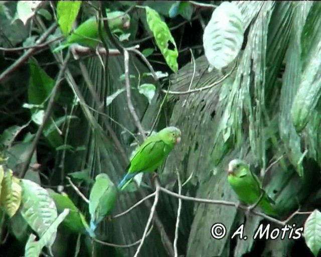 Cobalt-winged Parakeet - ML200832511