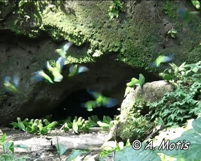 Cobalt-winged Parakeet - ML200832531