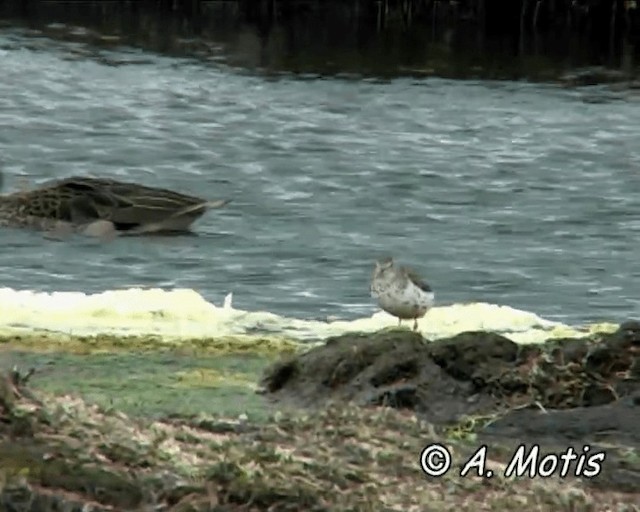 Spotted Sandpiper - ML200832551