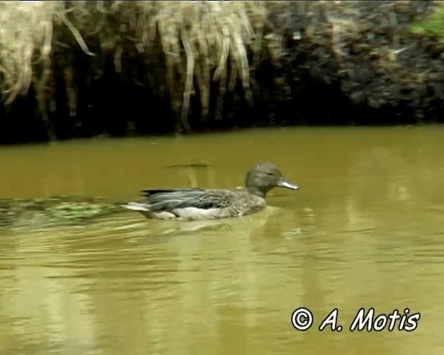 Andean Teal (Andean) - ML200832561