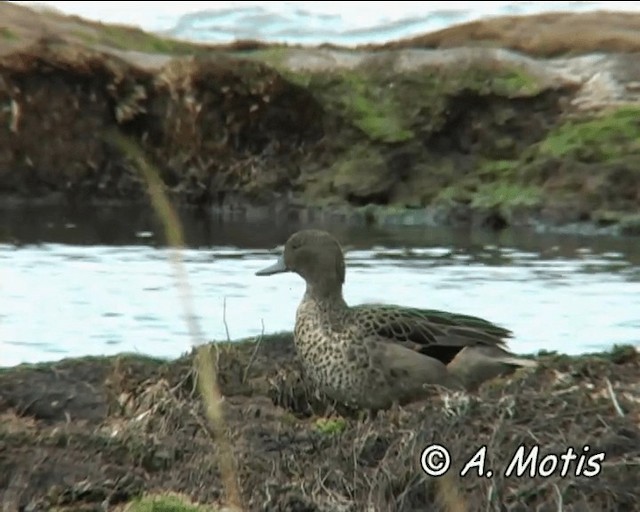 Andean Teal (Andean) - ML200832571