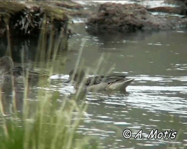 Andean Teal (Andean) - ML200832581