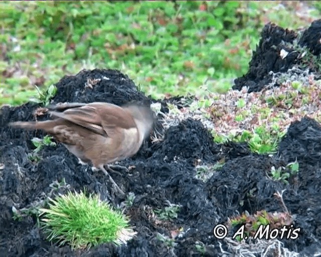 Stout-billed Cinclodes - ML200832591