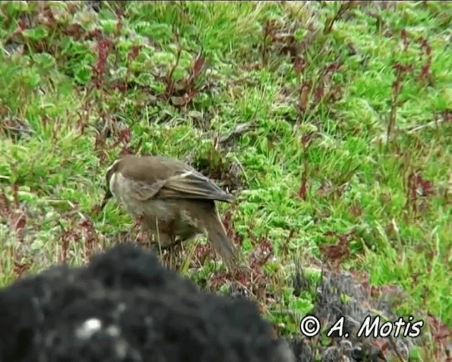Stout-billed Cinclodes - ML200832601