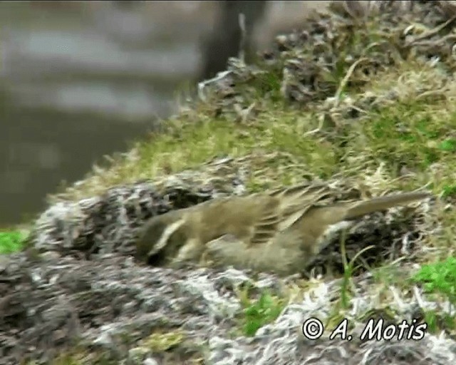 Stout-billed Cinclodes - ML200832611
