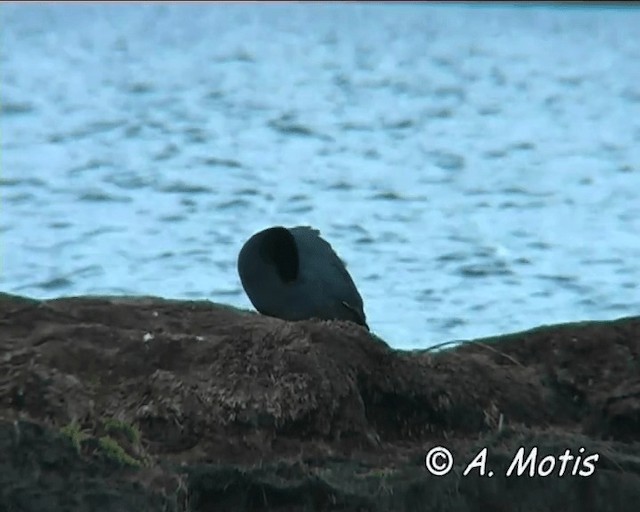 Slate-colored Coot - ML200832621