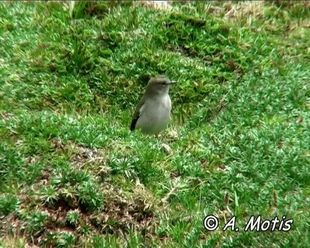 Plain-capped Ground-Tyrant - ML200832631