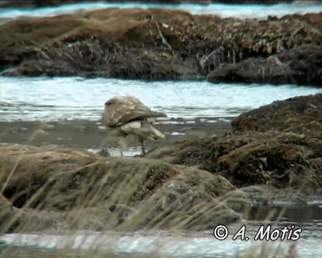 Carunculated Caracara - ML200832641