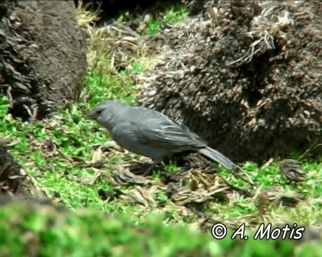 Plumbeous Sierra Finch - ML200832651