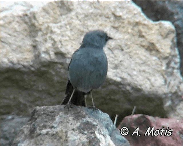 Plumbeous Sierra Finch - ML200832661