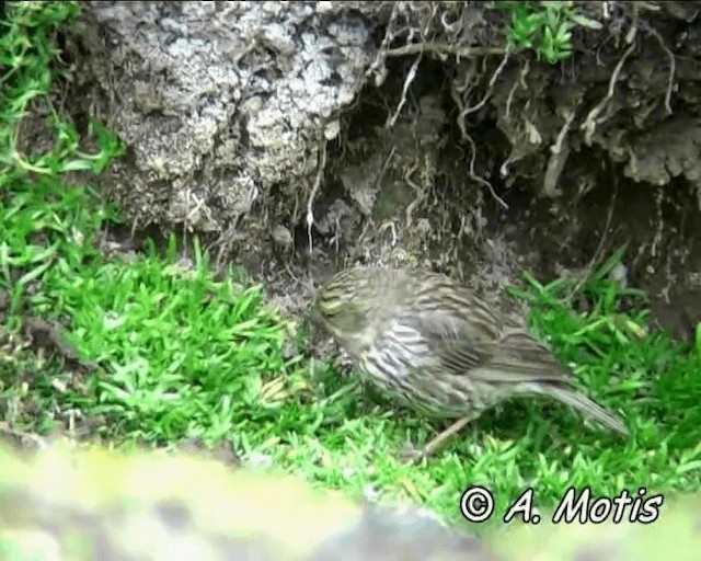 Plumbeous Sierra Finch - ML200832671