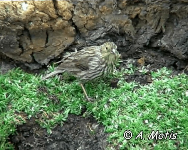 Plumbeous Sierra Finch - ML200832681