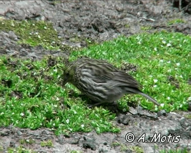 Plumbeous Sierra Finch - ML200832691