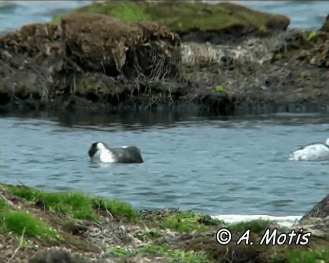 Silvery Grebe (Andean) - ML200832701