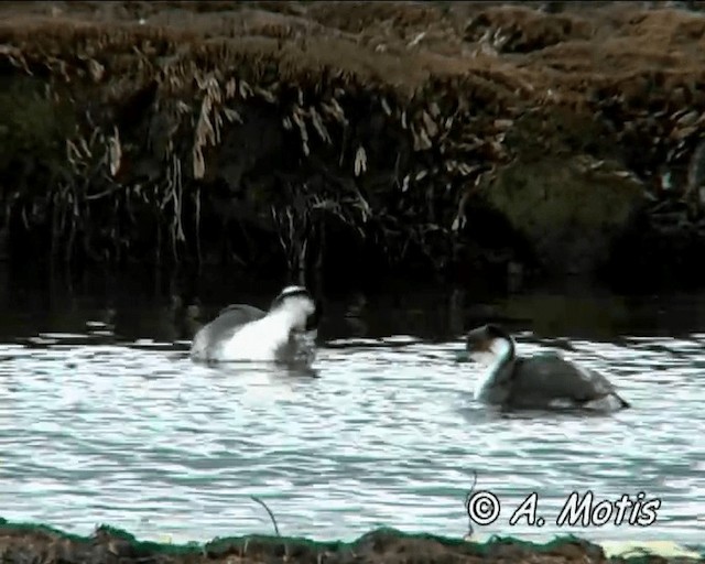 Silvery Grebe (Andean) - ML200832711
