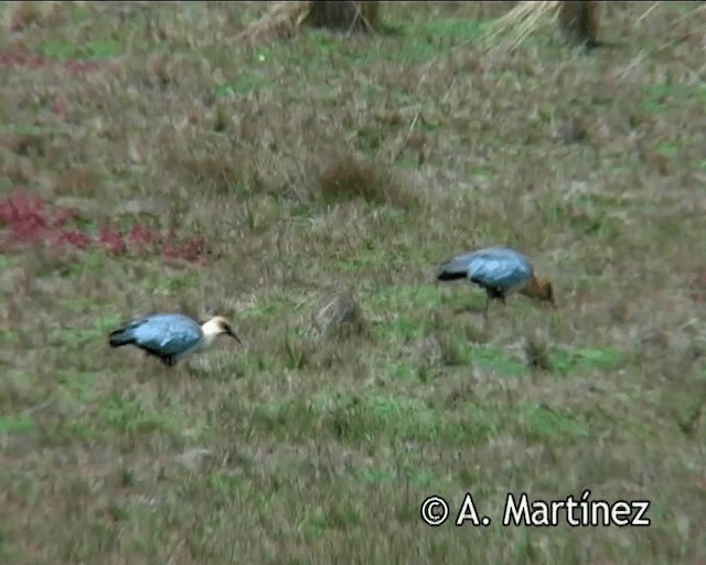 Andean Ibis - ML200832721